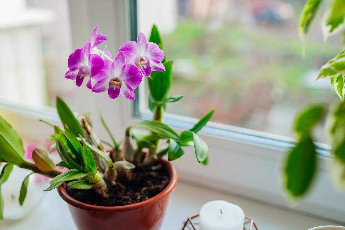 Dendrobium : entretien et arrosage de l'orchidée bambou