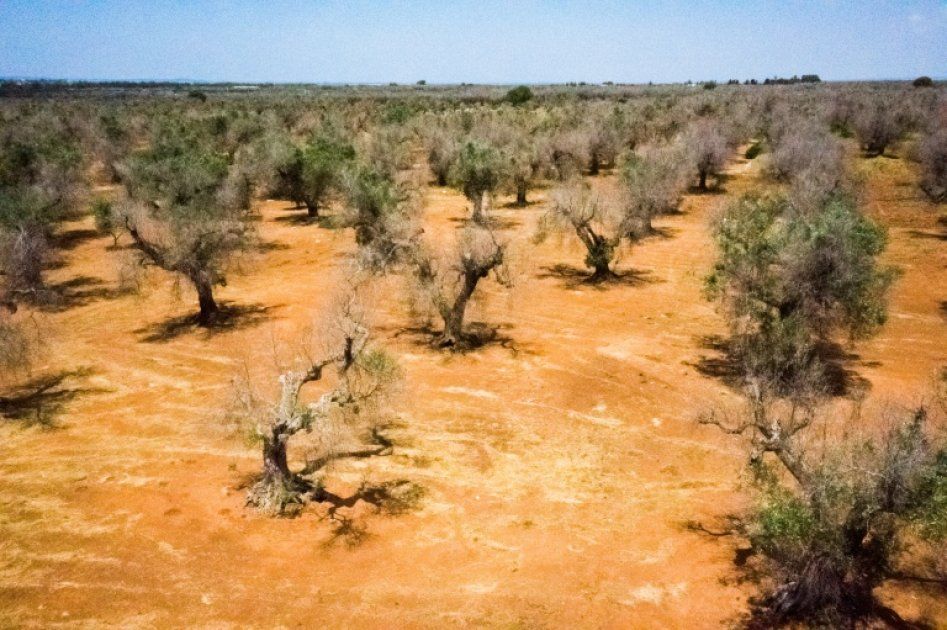 Oliviers en péril : le sud des Pouilles face à la renaissance