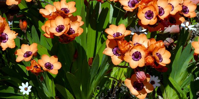 Découvrez la vibrante fleur d'Arlequin et ses mille couleurs