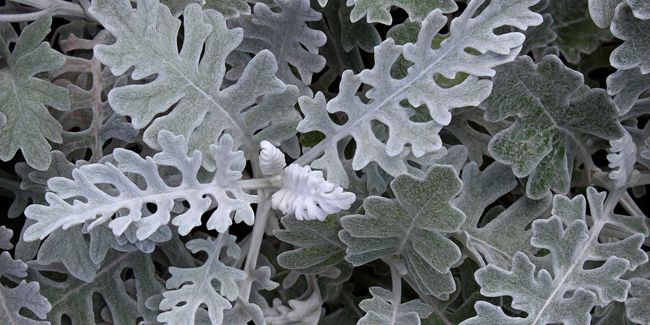 La cinéraire maritime, l'essence des jardins littoraux
