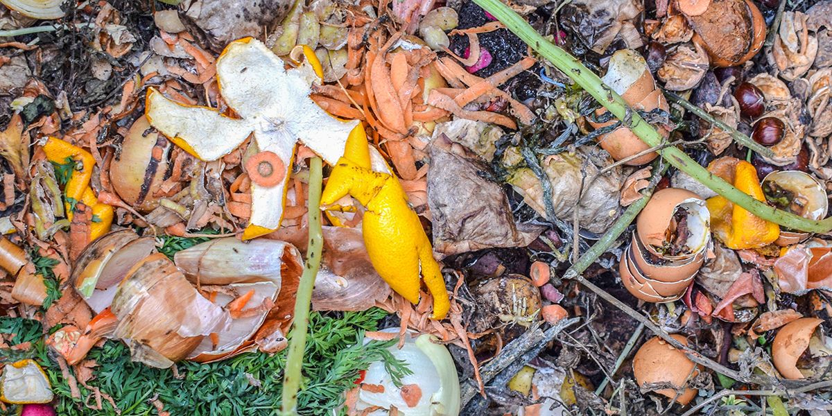 Amendements naturels : une clé pour un jardin florissant