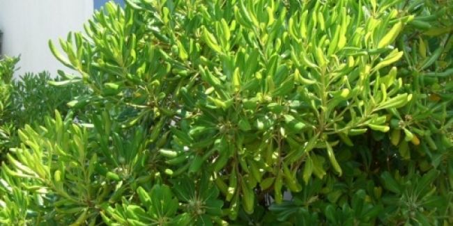 Pittospore du Japon (Pittosporum tobira) : un jardin fleuri et parfumé