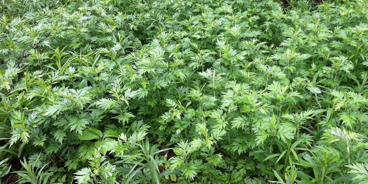 Évitez ces plantes au jardin si vous souffrez d'allergies au pollen