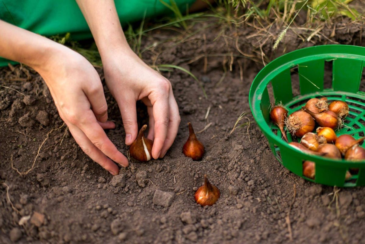 Préparez votre jardin pour un automne éclatant avec ces bulbes incontournables