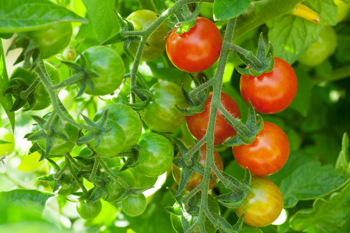 Cultiver des tomates cerises : astuces et conseils pour la réussite