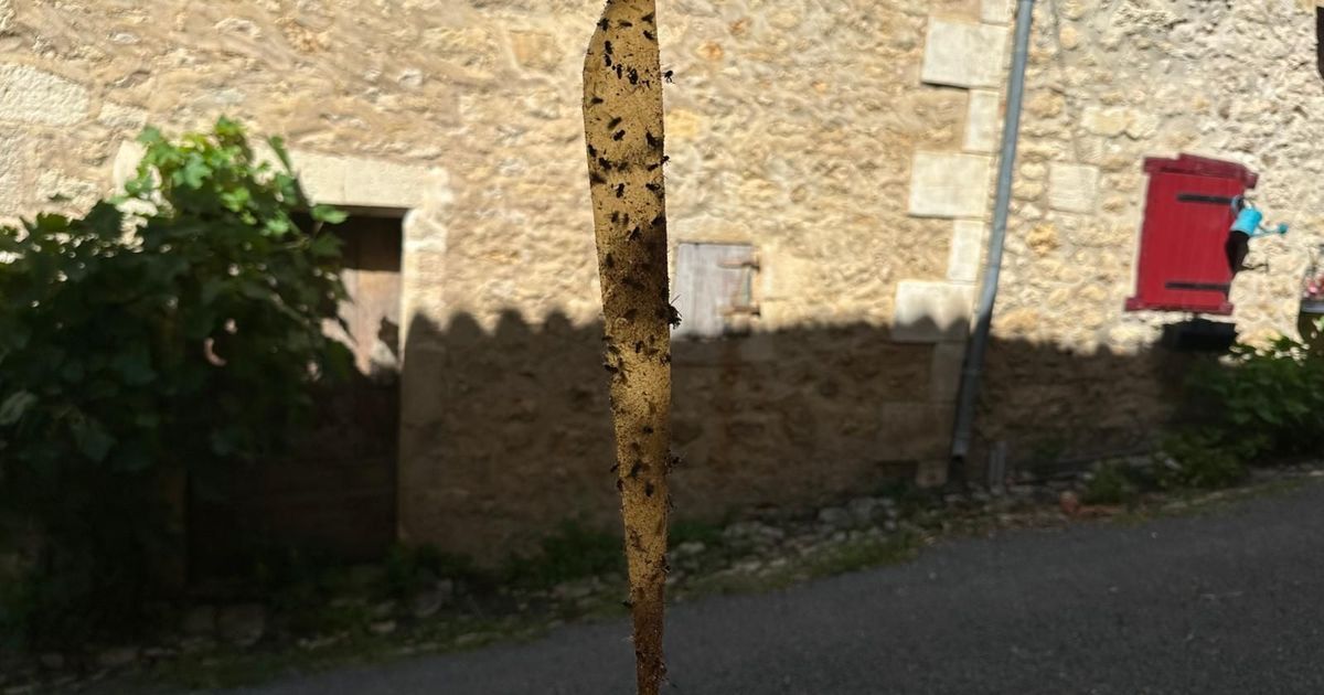 Les habitants de Varaignes en Dordogne confrontés à une invasion de mouches