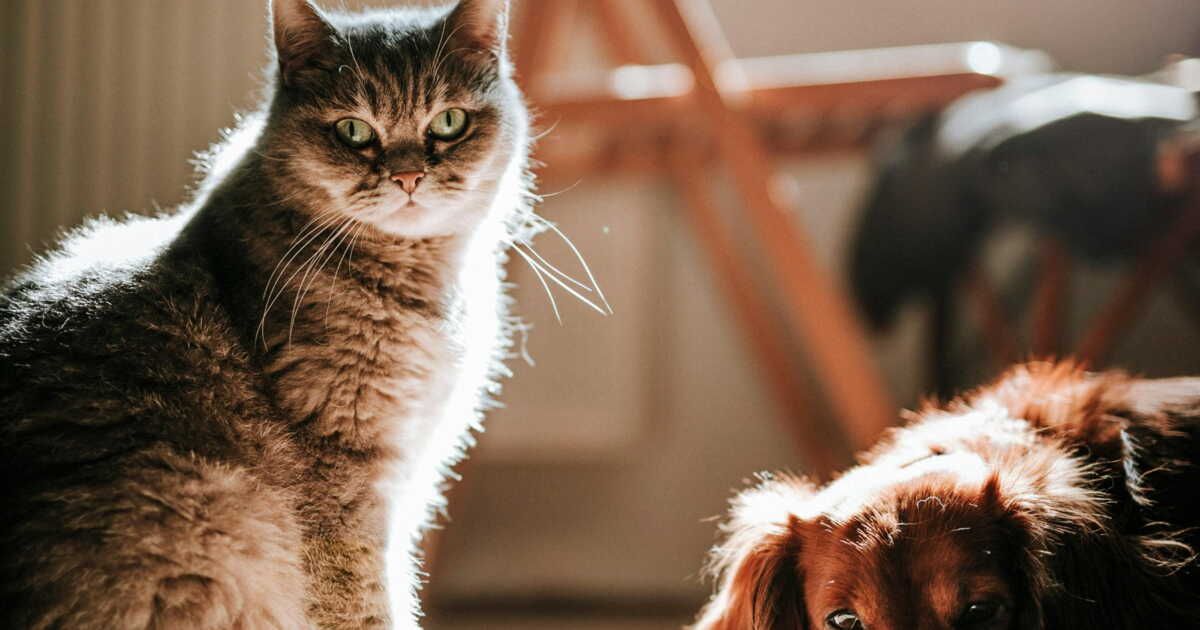 Précautions essentielles sur la terre de diatomée pour la sécurité de vos animaux
