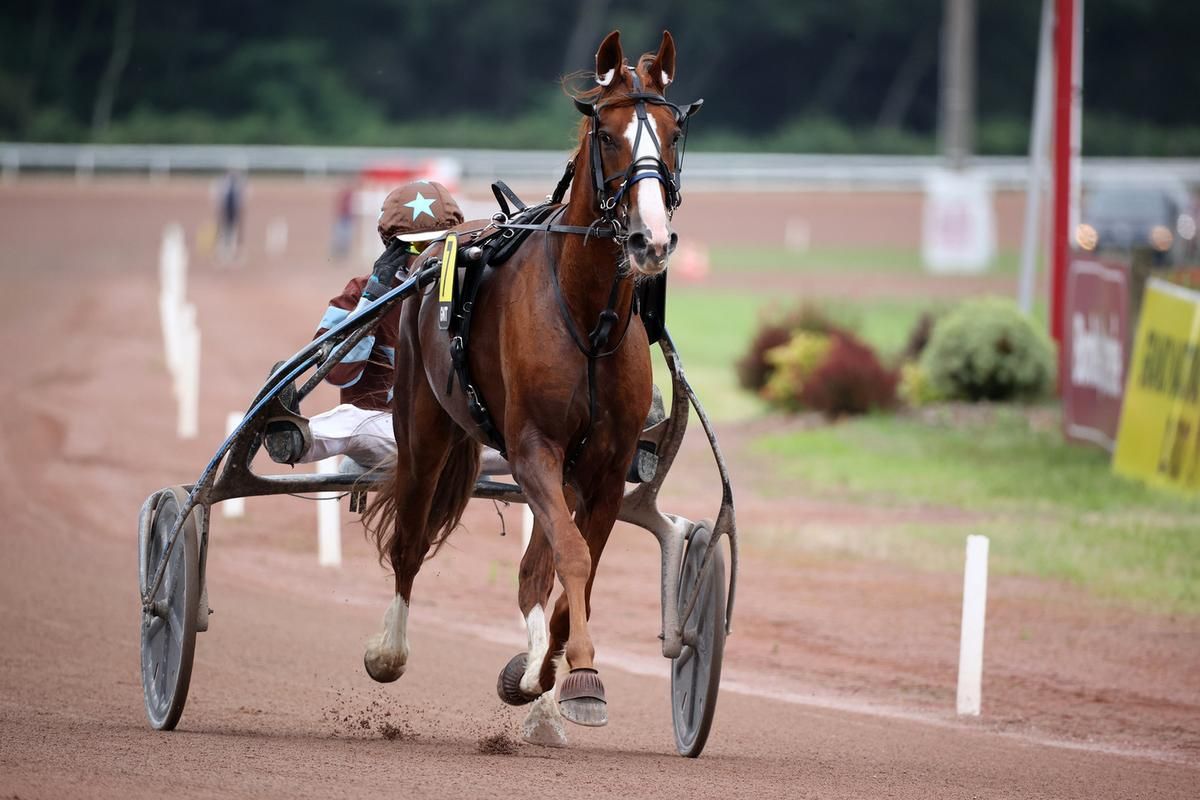 Hippodrome de Langon : le grand spectacle reporté pour le bien-être animal