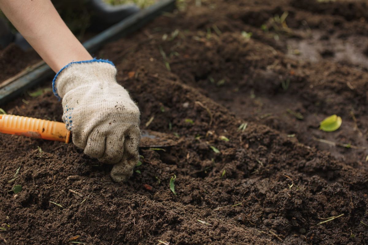 Un jardinier révèle l'astuce secrète pour un potager sans effort