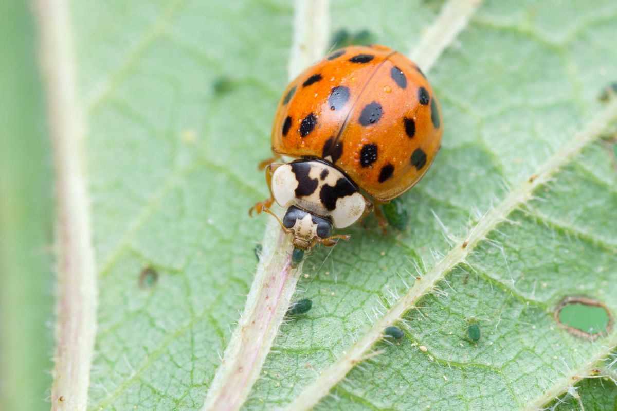 Coccinelle asiatique : attention à cette menace écologique qui s'invite chez vous