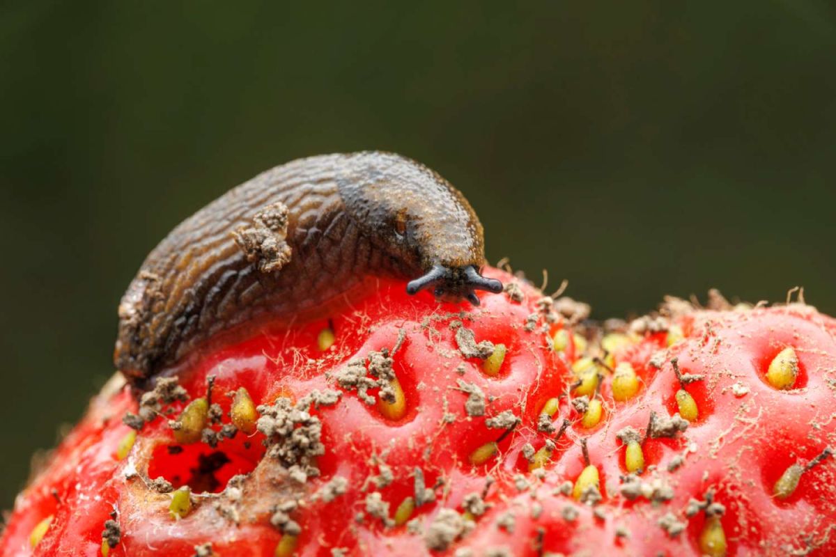 Un fruit magique pour éloigner les limaces de votre potager
