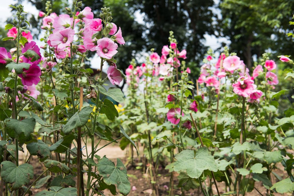 La rose trémière, l'étoile des jardins d'été