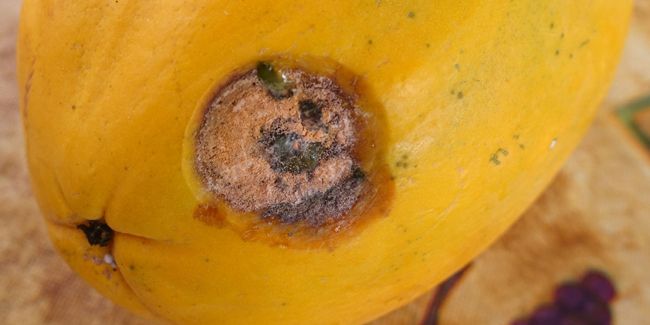 L'anthracnose : stratégies de traitement déterminantes pour vos plantes