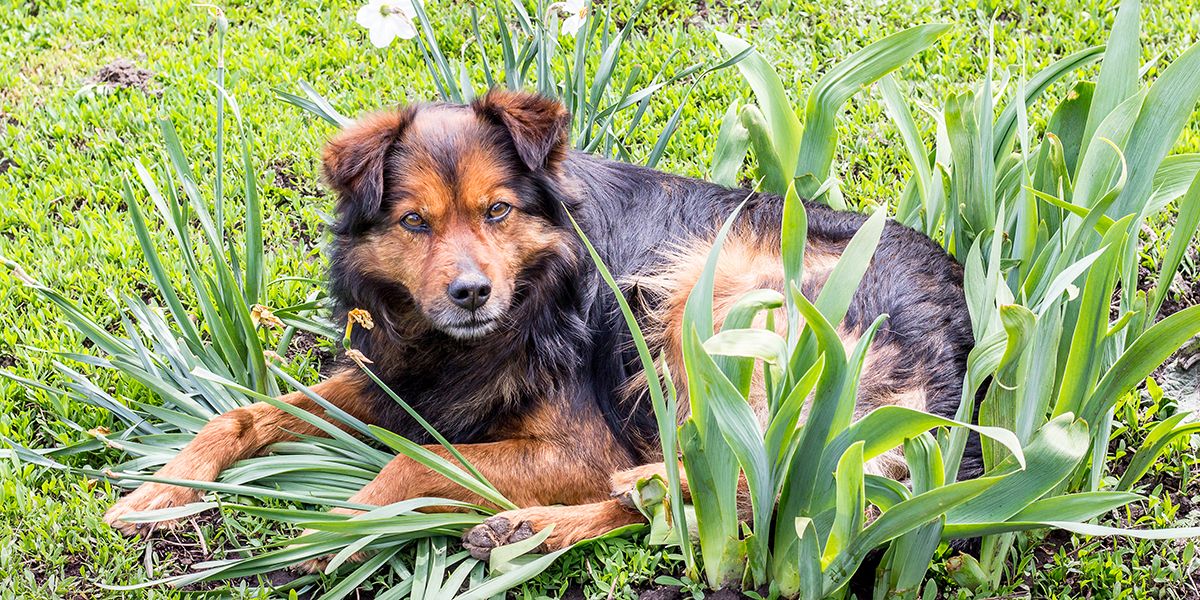 fabriquez votre répulsif naturel contre les chiens