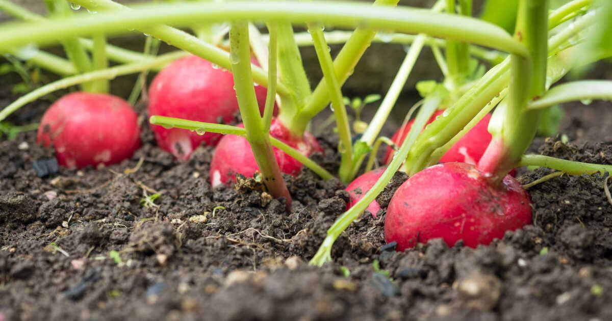Cultiver des radis : astuces pour une récolte rapide et savoureuse
