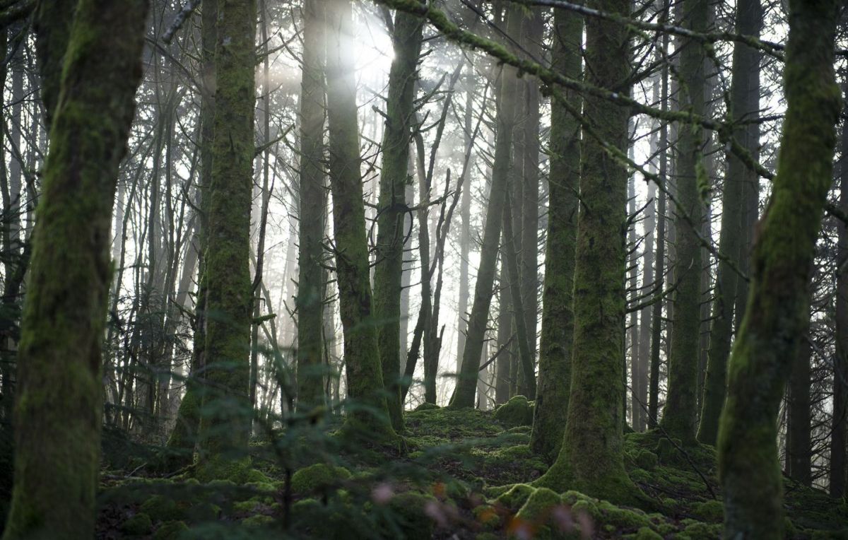 un drame dans les vosges : la découverte d'un corps poignardé inquiète la communauté