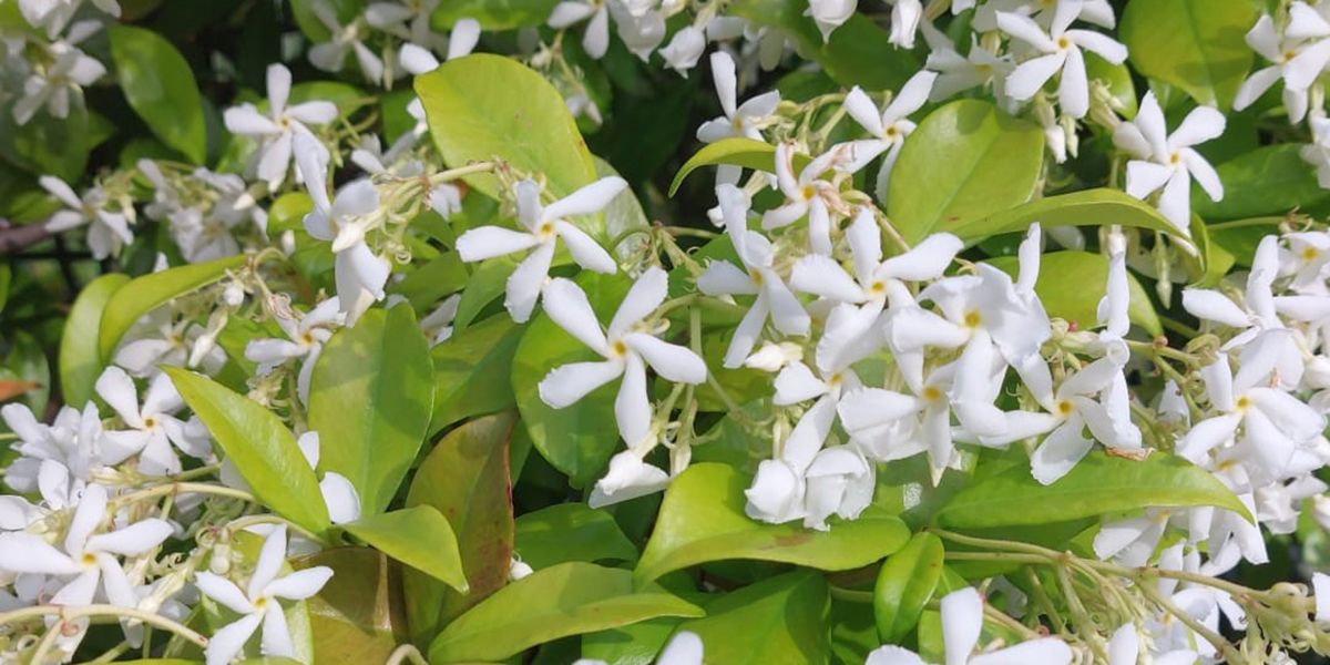 Jasmin étoilé : la grimpante parfumée qui embellit les jardins