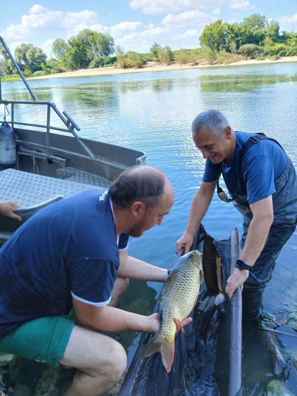 Cinq carpes sauvées d'une asphyxie en Lot-et-Garonne : un acte de solidarité