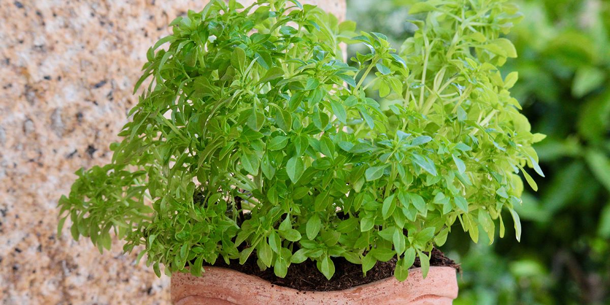 découvrez les trésors du basilic : variétés et bienfaits pour votre cuisine