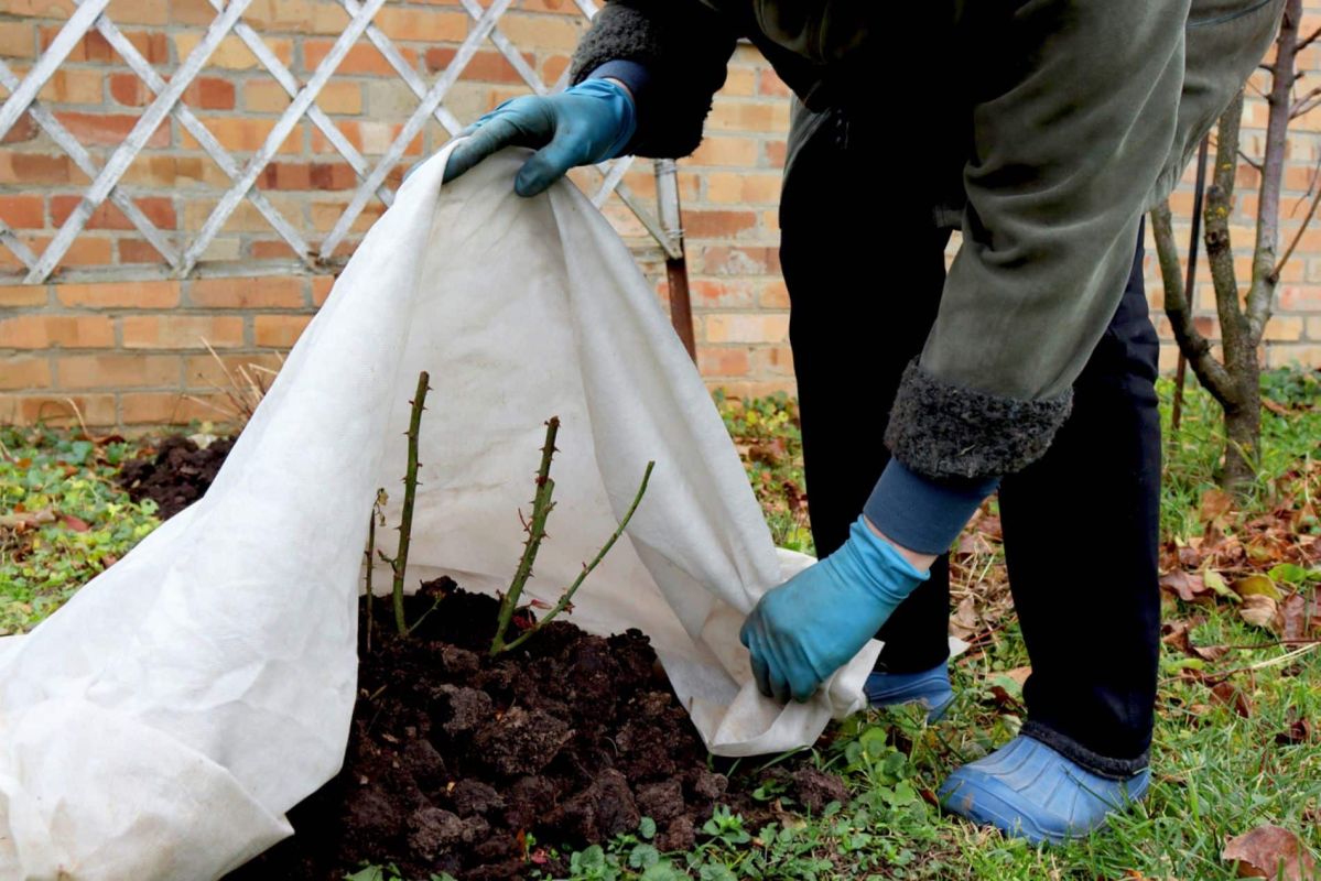 Voile d’hivernage : évitez l'erreur qui nuit à vos plantes