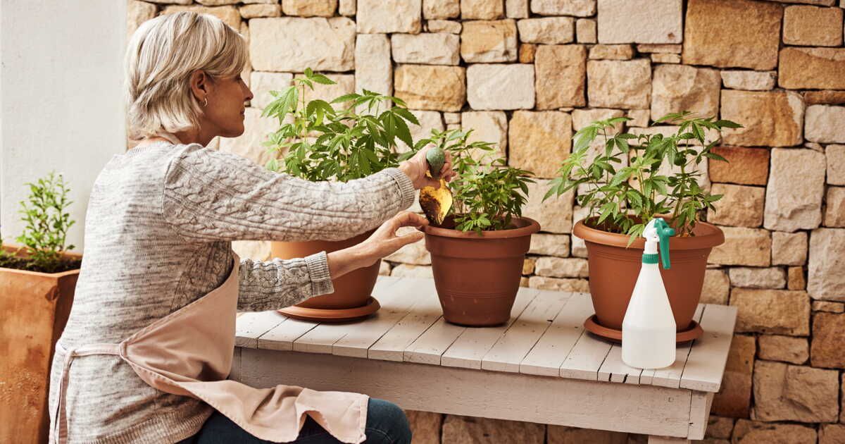 les dangers méconnus de la brumisation des plantes d'intérieur