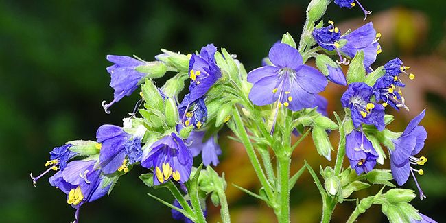 La valériane grecque (Polemonium caeruleum)