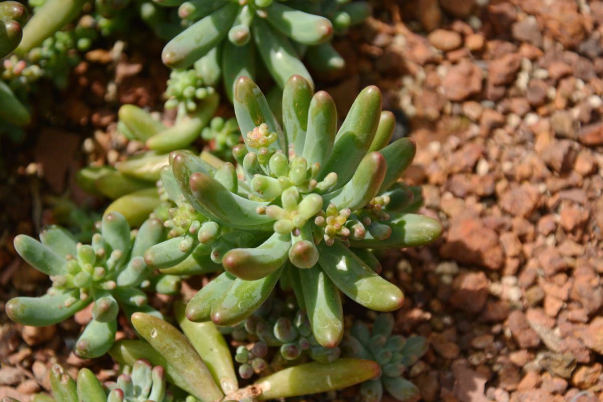un jardin sans souci : beauté et zéro entretien