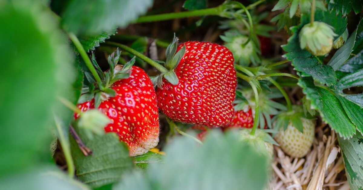 la solution incontournable pour protéger vos fraises du jardin