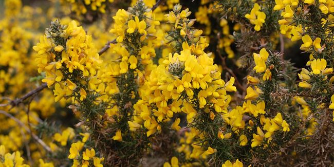 À la découverte de l'ajonc : un arbuste épineux aux fleurs dorées