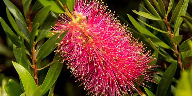 Rince-bouteille (Callistemon citrinus), une plante flamboyante