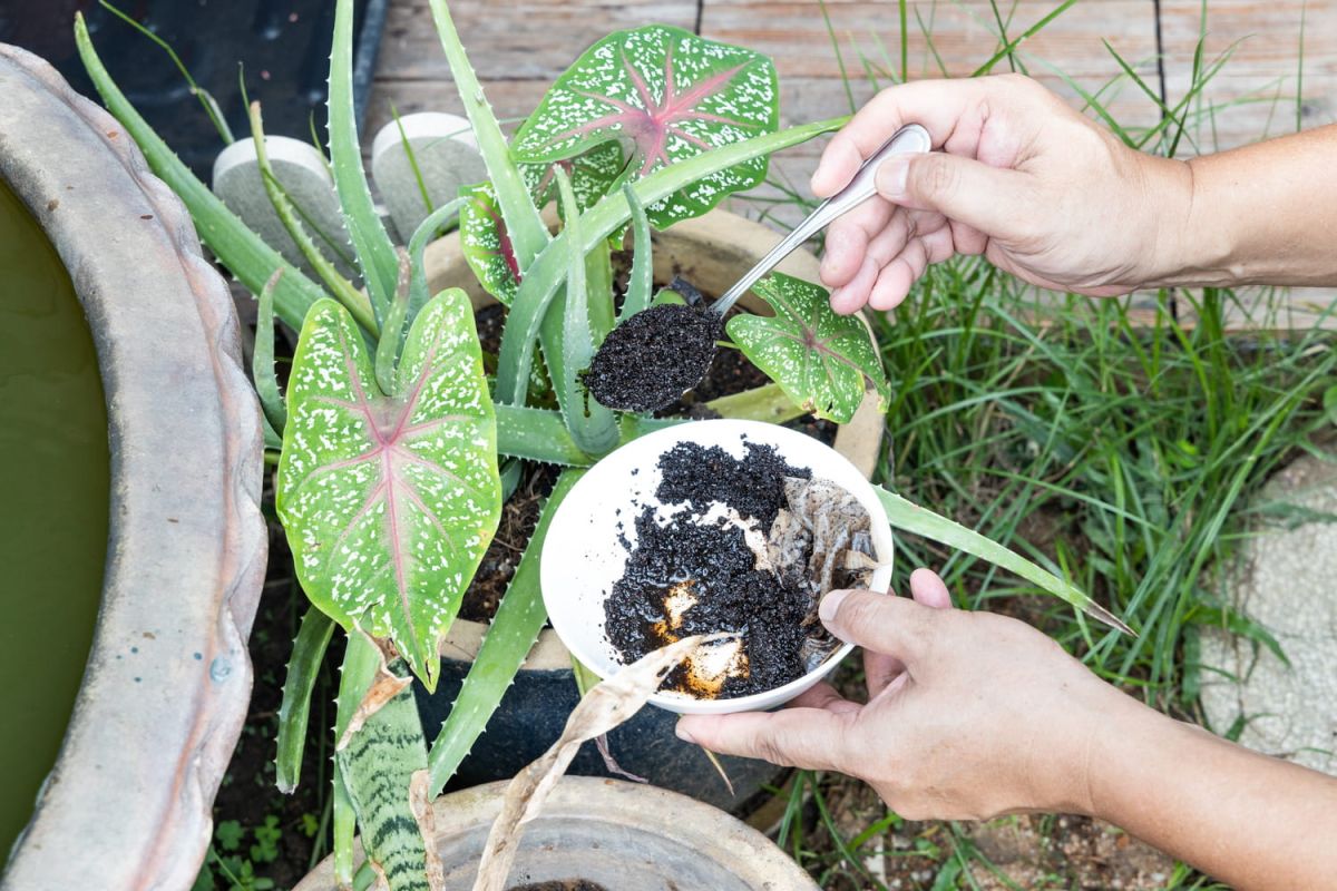 Les secrets du marc de café au jardin : démêler le vrai du faux