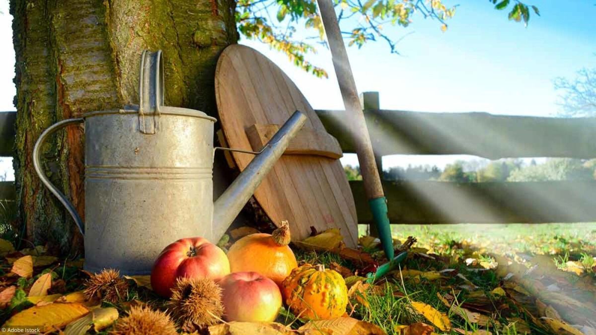 Préparation jardin : 12 gestes essentiels avant l'hiver