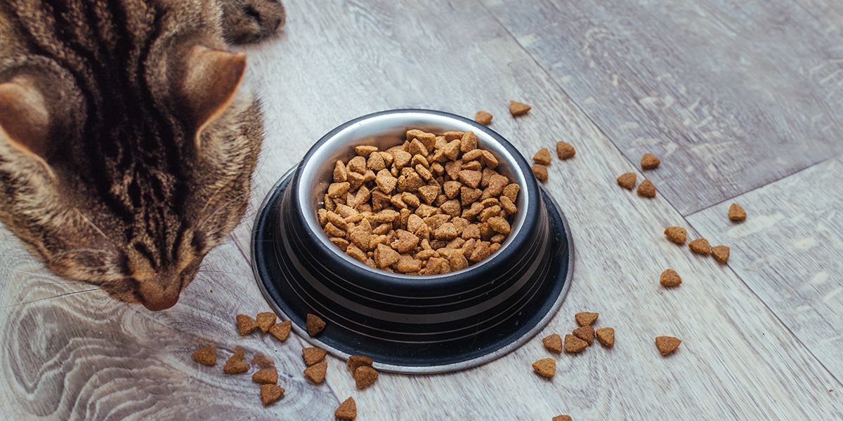 Choisir les croquettes idéales pour votre chat : 6 critères essentiels