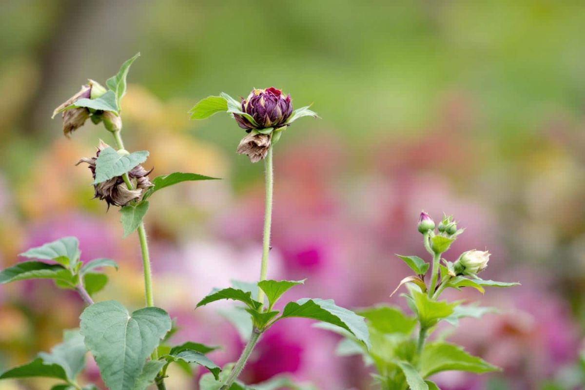Redonnez vie à vos dahlias : l'astuce des horticulteurs pour une floraison éclatante