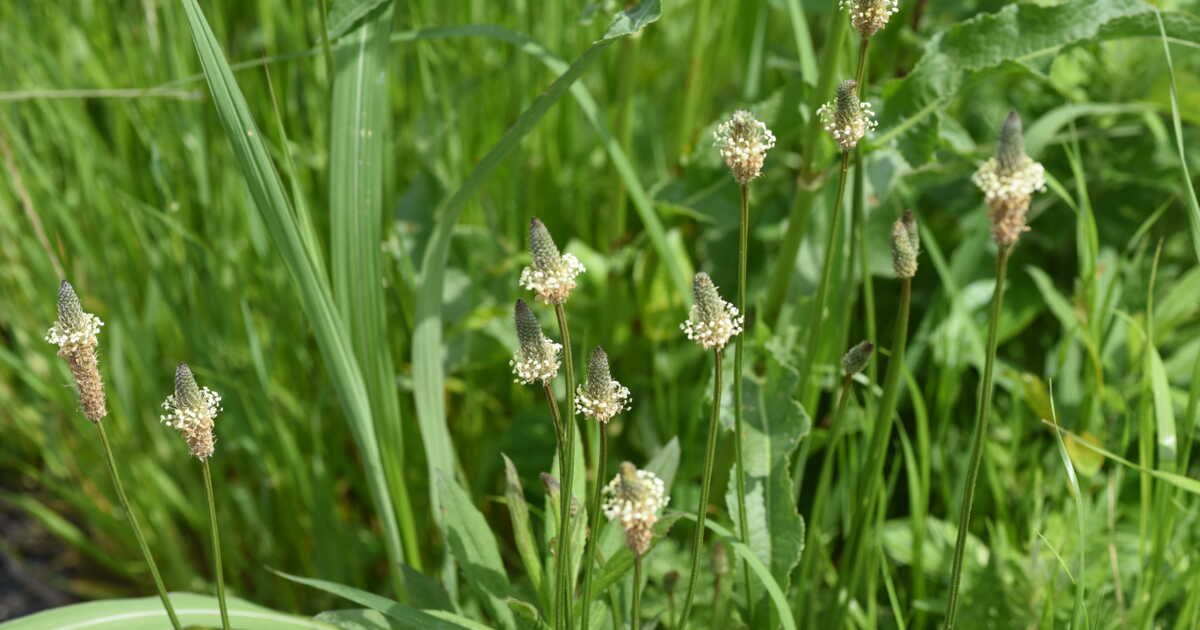 La mauvaise herbe précieuse pour soulager les piqûres de moustiques
