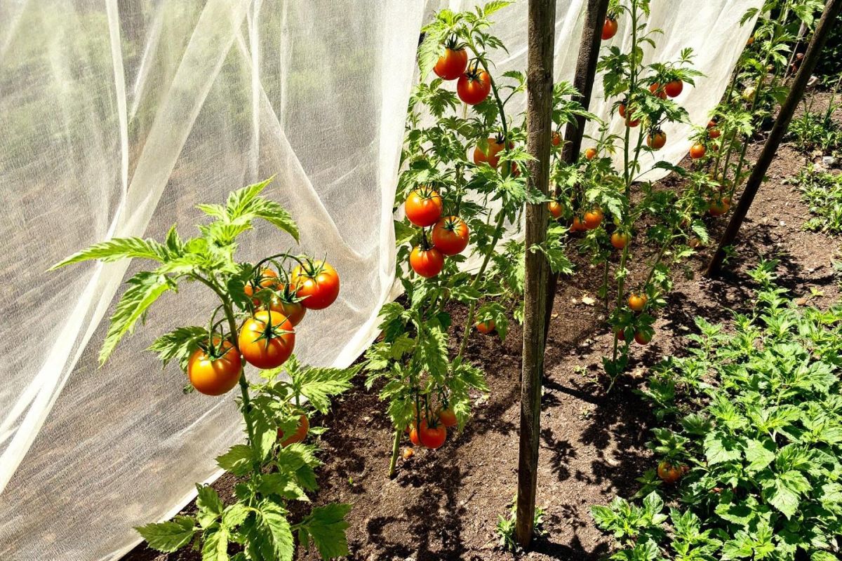 une astuce simple pour protéger vos tomates du soleil