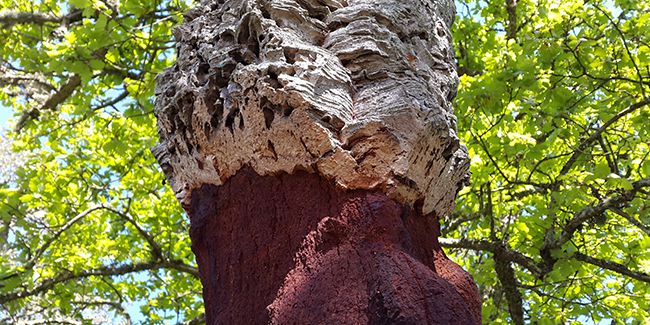 Chêne-liège (Quercus suber), une écorce de liège