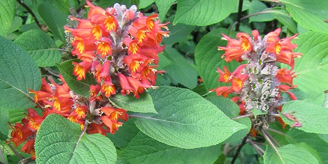 la menthe de l'himalaya, un remède naturel aux multiples vertus