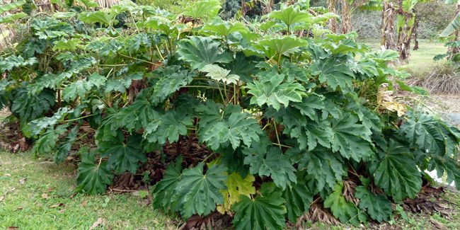 À la découverte de l'arbre à papier de riz (Tetrapanax papyrifer)