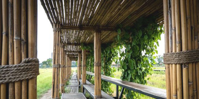 Le bambou, un trésor de construction aux multiples facettes