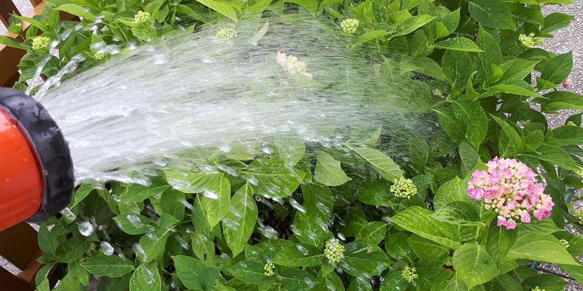 Arrosage des hortensias : 12 astuces pour des plantes épanouies