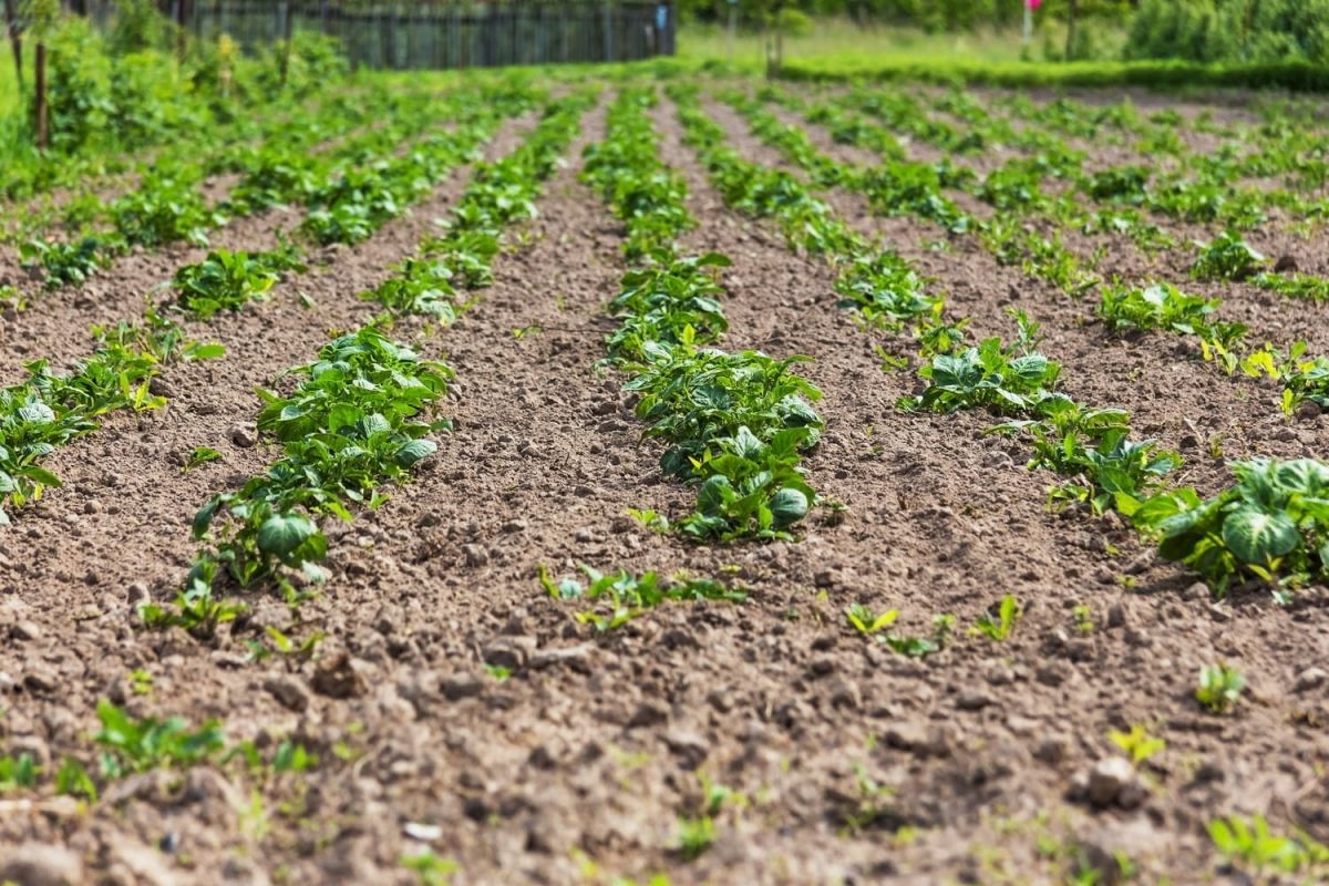 Les saints de glace 2024 : ce que les jardiniers doivent savoir