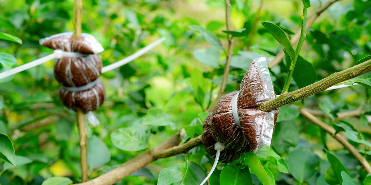 Découvrez le marcottage : la méthode gratuite pour multiplier vos plantes avec succès
