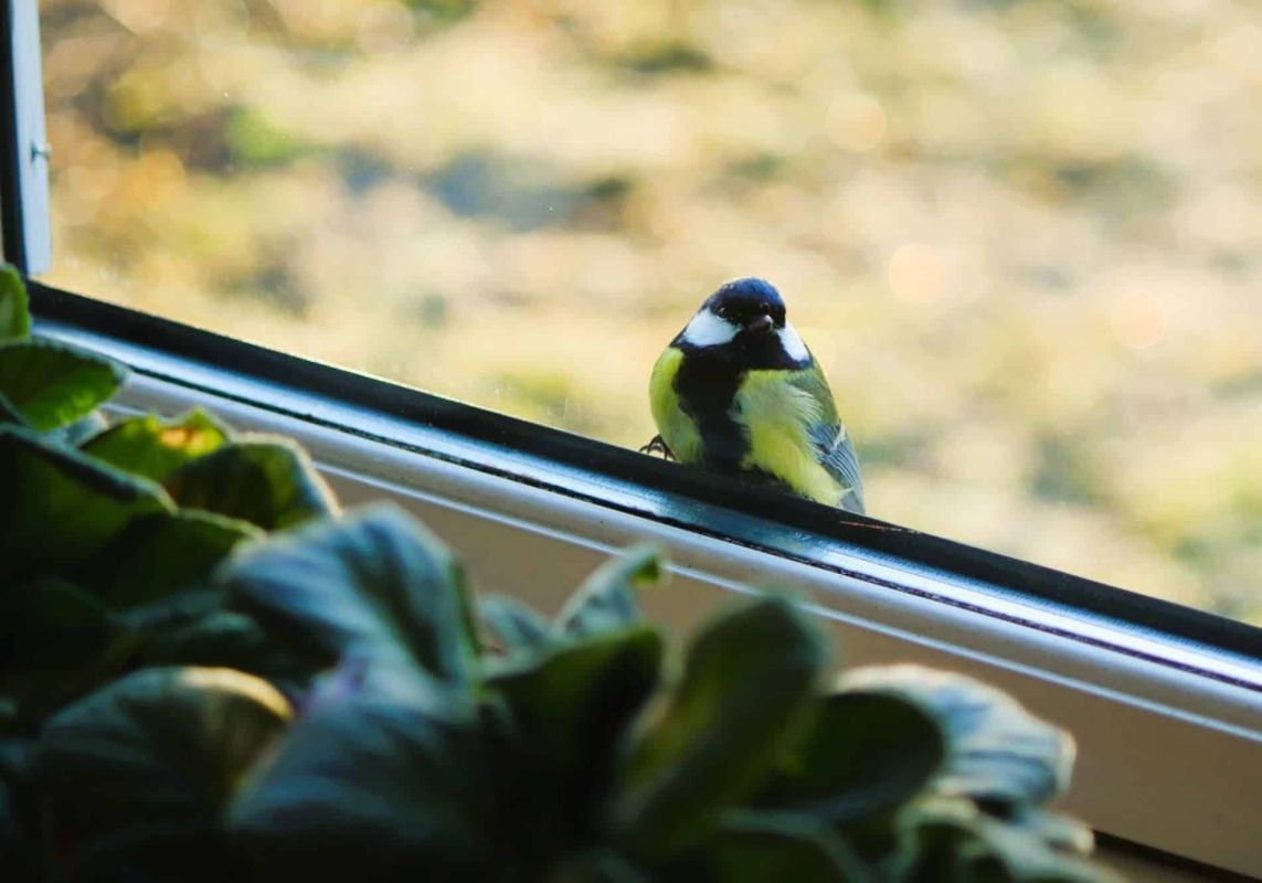 Une mésange à votre fenêtre : ce que cela révèle vraiment