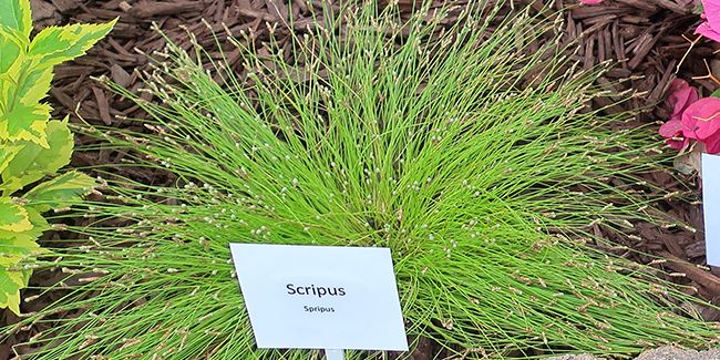 Souchet penché (Scirpus cernuus), l'herbe à fibre optique