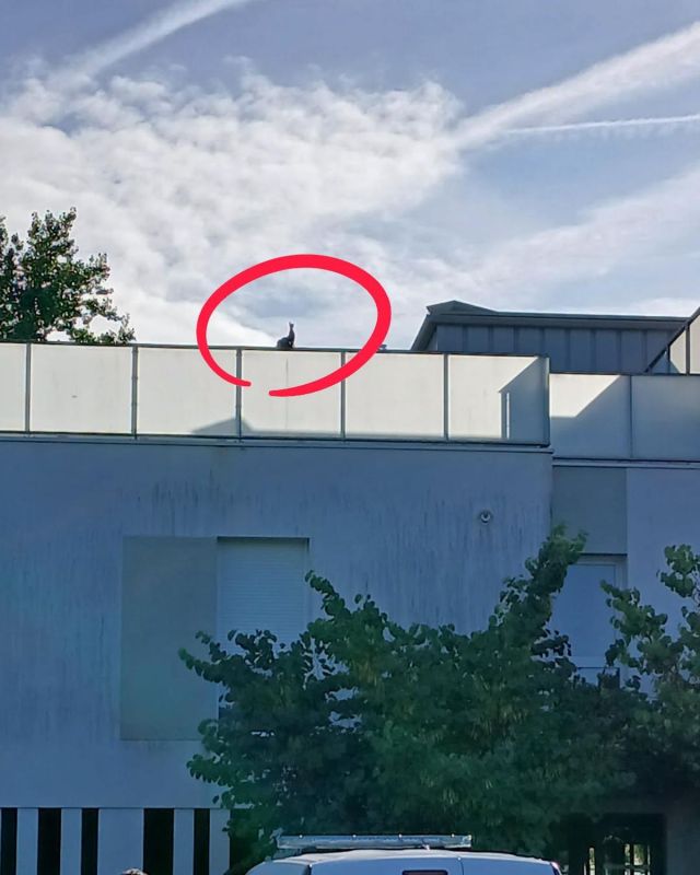Un paon errant à Pessac rejoint un refuge après des semaines de divagation