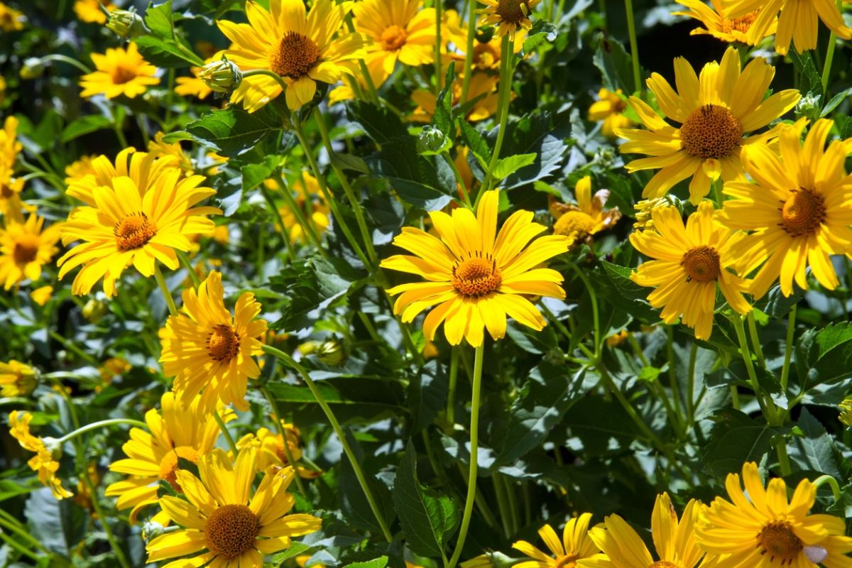 Tailler vos vivaces : la clé pour un jardin flamboyant l’été prochain