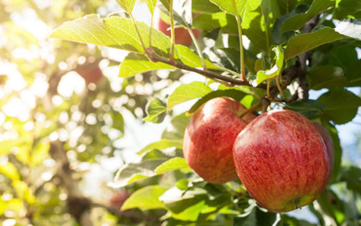 Choisir le bon arbre fruitier pour votre jardin