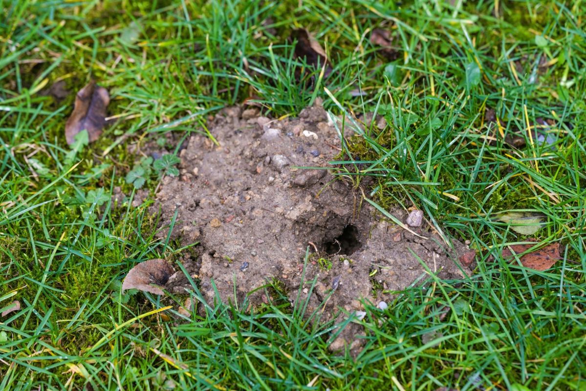 Les mystères des trous dans votre jardin : révélations surprenantes