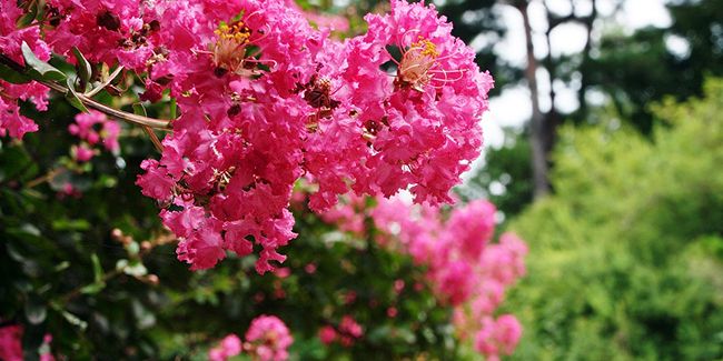 Lilas des Indes : l'arbuste coloré qui embellit nos côtes